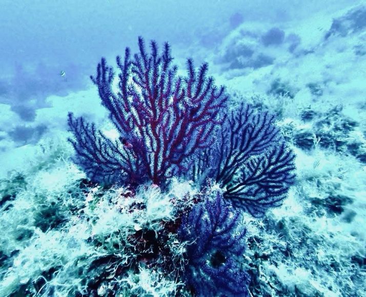 “MedCoral Guardians”, Marevivo a Punta Campanella per tutelare i coralli