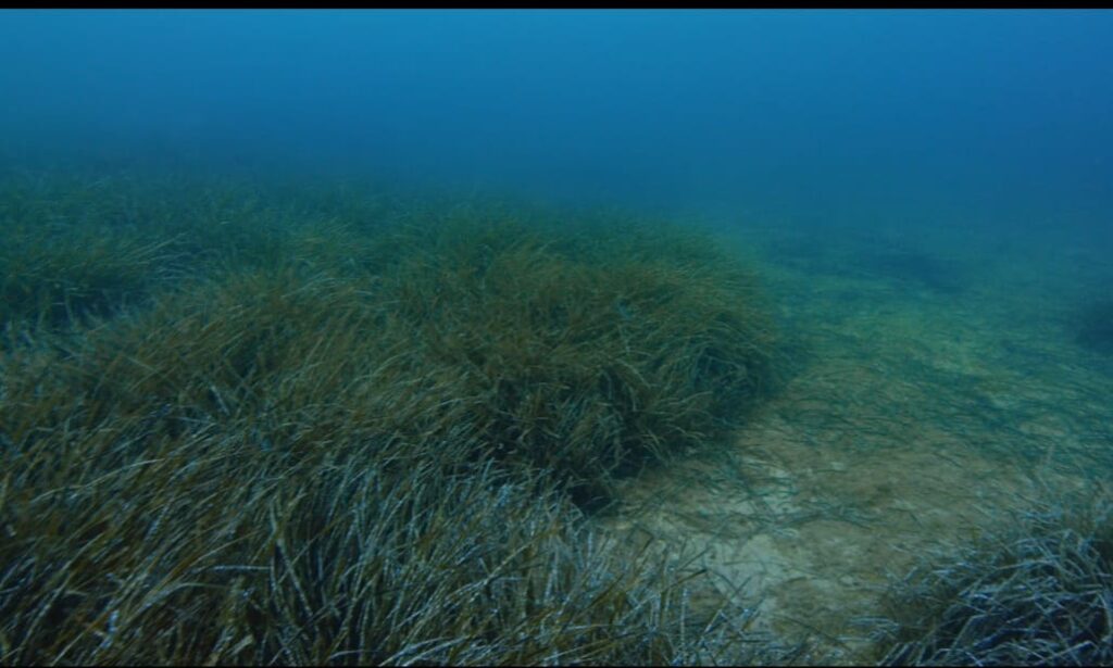 A Ieranto le nuove praterie di posidonia